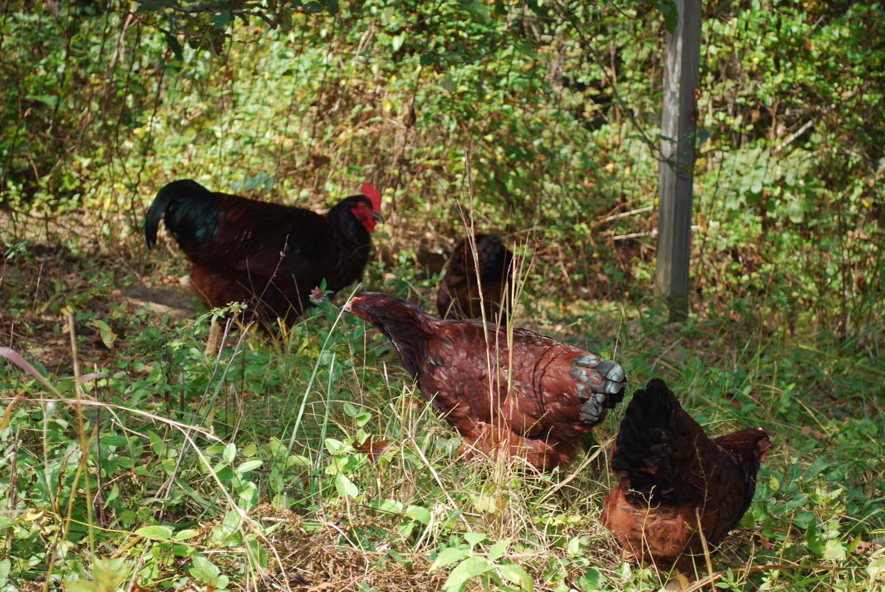 Best Wild Edibles for Chickens